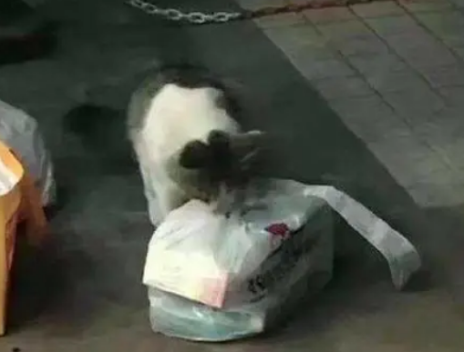 猫咪想吃外卖被保安发现，猫：是谁抓住了我命运的后颈