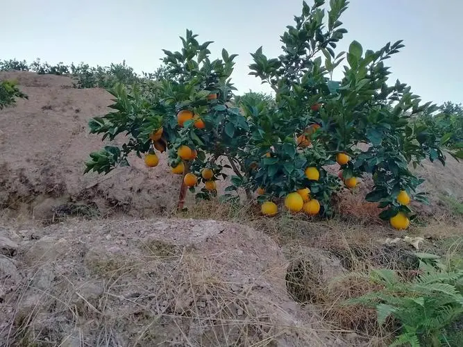 水分不足成脐橙种植难题，专家教你如何应对