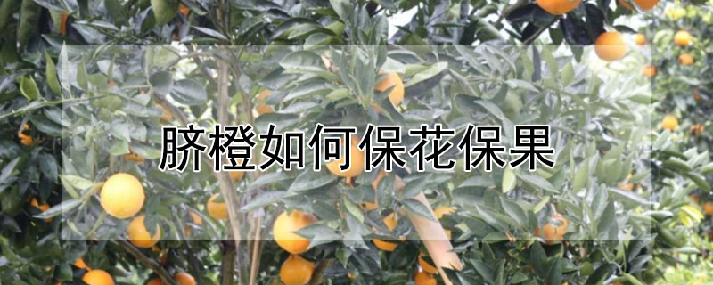 脐橙如何保花保果