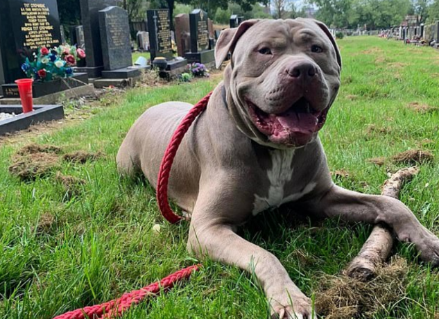 惊！散步突遭XL型斗牛犬攻击