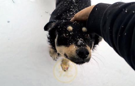 身体被大雪掩埋的流浪狗，遇到了改变它命运的人