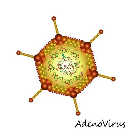 单克隆抗体病毒中和_克隆免疫球蛋白igg阳性_呼吸道合胞病毒单克隆抗体