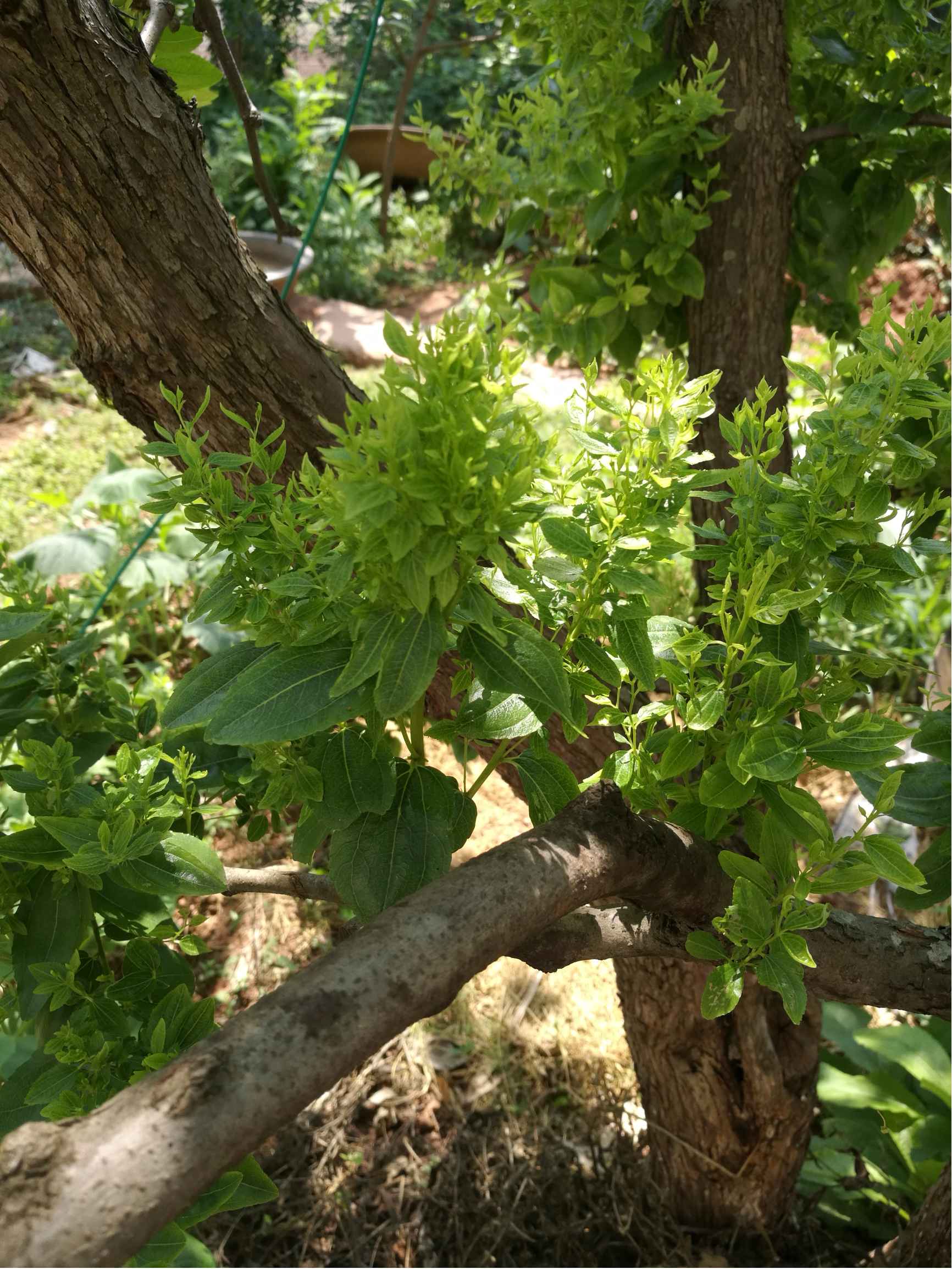 蜜枣树的叶子疯长长密密麻麻是什么原因，警惕叶片异常增生问题。