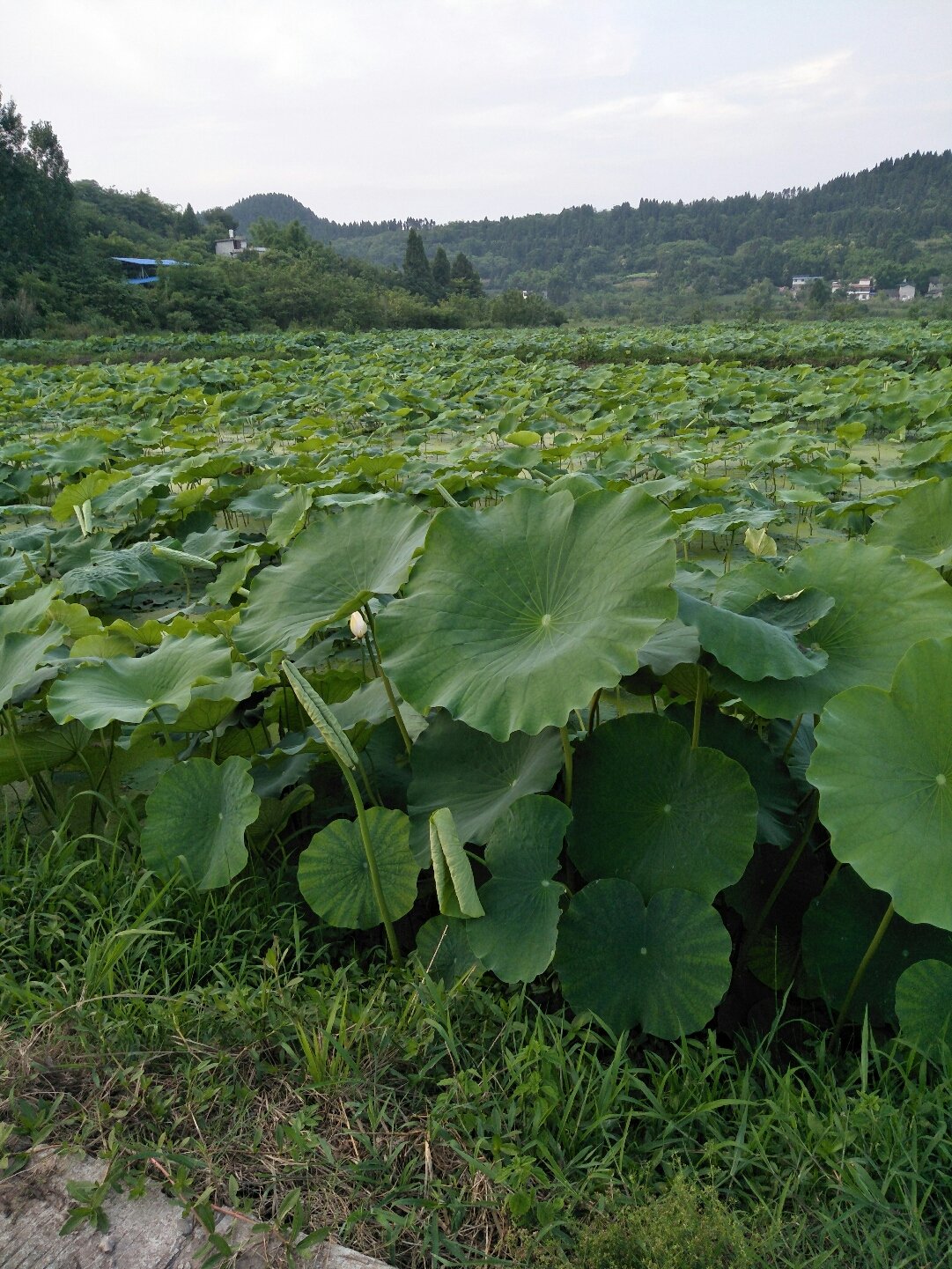 四川省资阳市乐至县怎么样_资阳市乐至县是哪个省_四川资阳乐至县怎么样