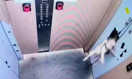 妈妈下楼遛狗时没进电梯，狗狗进去后瞬间被吊了起来