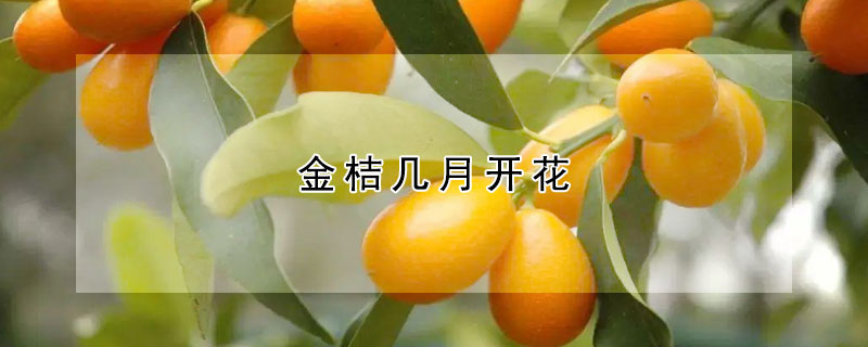 金桔几月开花