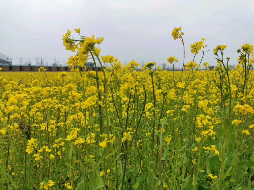 穿越金色梦境：中国最美五大油菜花观赏胜地等你来  