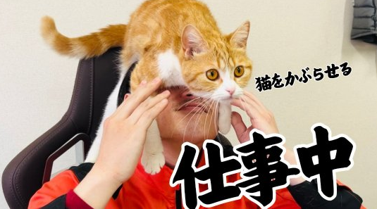 日本科技公司录用猫咪当社畜 未来目标要做社长