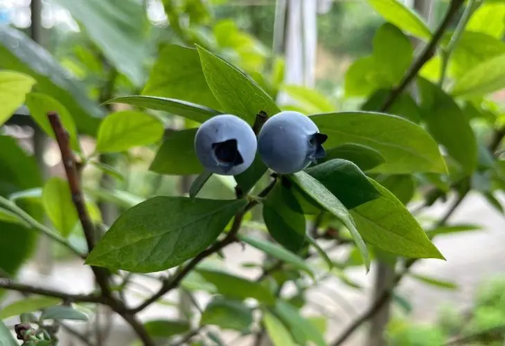 盆栽蓝莓技巧，蓝莓家里阳台能种吗？