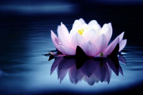 冯紫涵图片_冯紫轩名字的含义_冯紫坤重名率