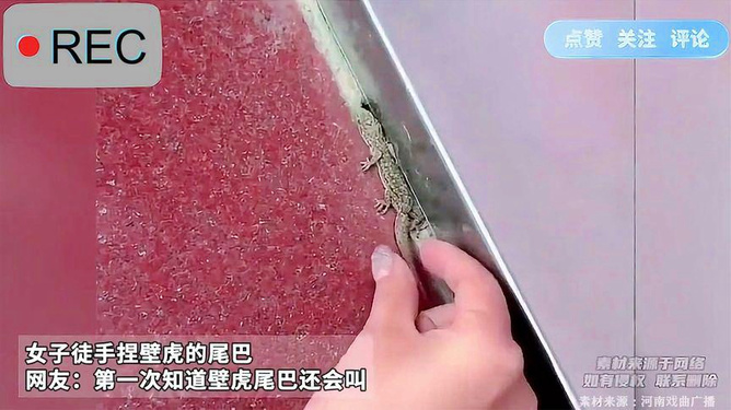 壁虎手机恢复软件_壁虎恢复软件免root_壁虎恢复软件能恢复吗