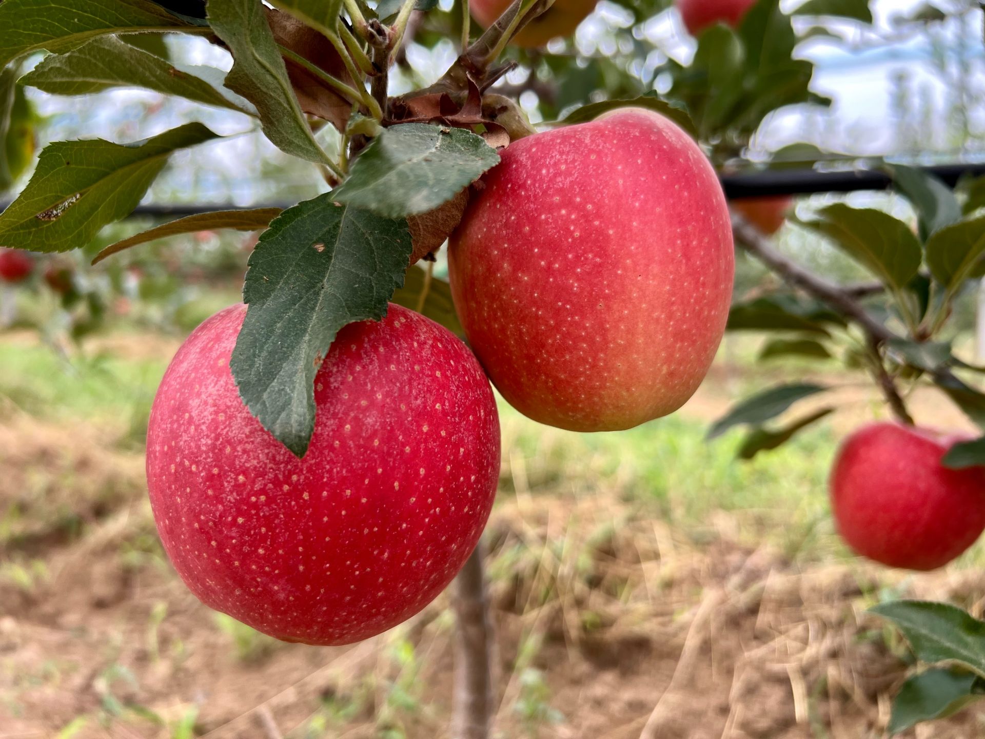 苹果恢复大师app_苹果软件恢复大师到底真的假的_苹果软件恢复大师