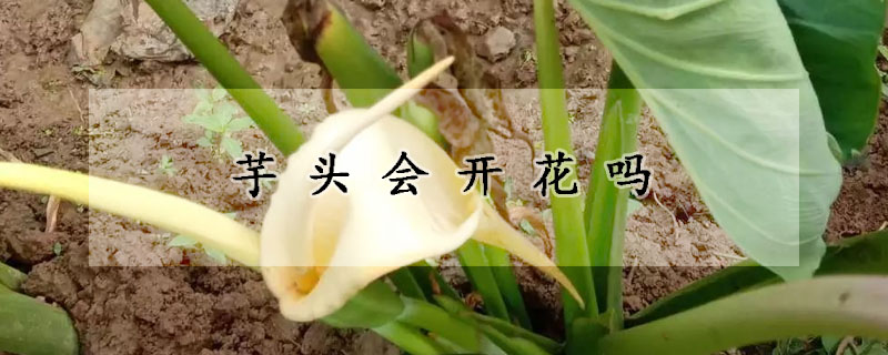 芋头会开花吗