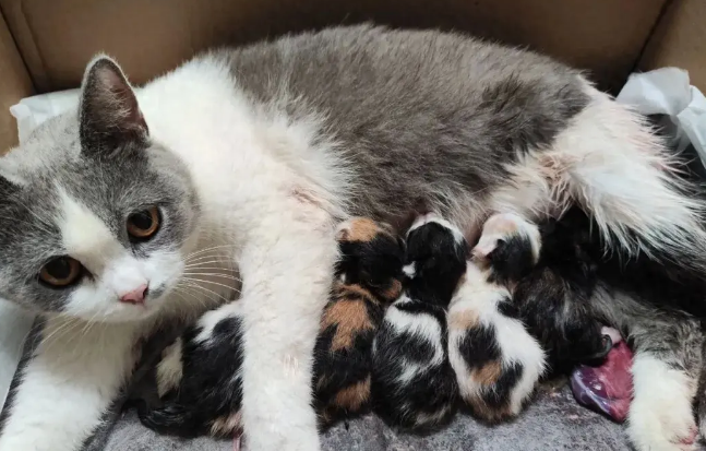 	 铲屎官领养流浪猫，只为给女儿做伴