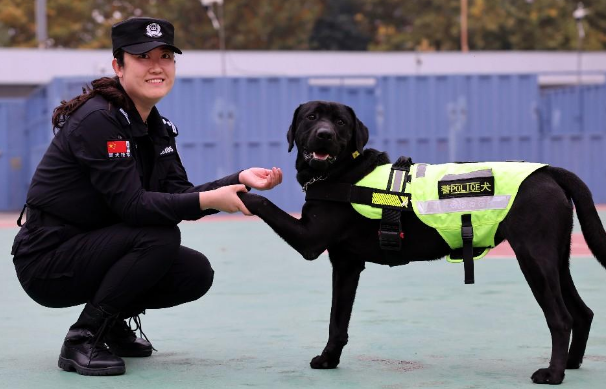 西安首位女子警犬训导员刘琳 她想训练出一只“功勋犬”