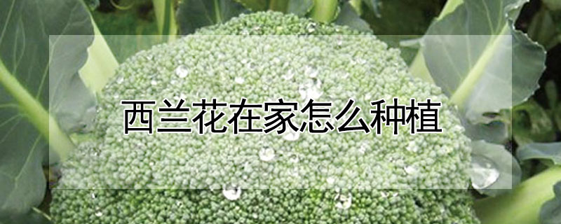 西兰花在家怎么种植