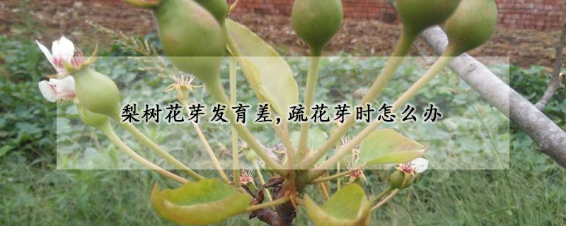 梨树花芽发育差,疏花芽时怎么办