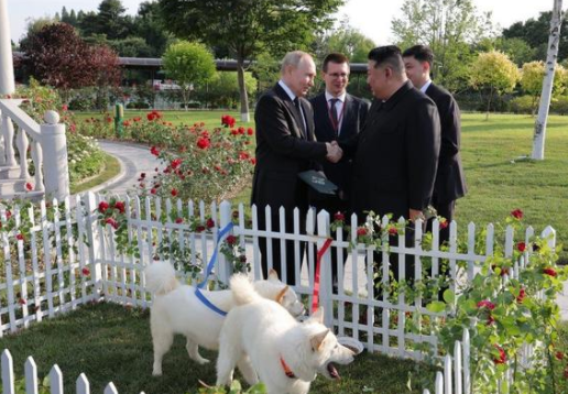 金正恩向普京赠送一对朝鲜国犬丰山犬