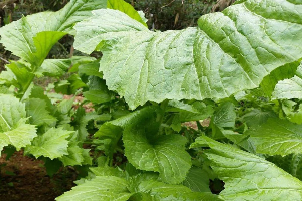 芥菜种植时间和方法