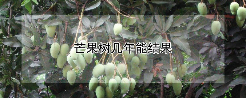 芒果树几年能结果