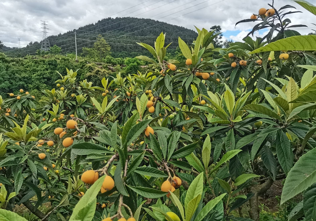 中国枇杷的黄金最佳原产地，为何这里独领风骚？