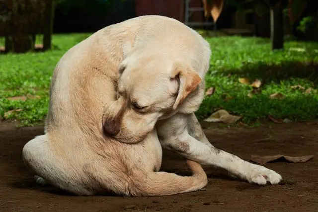 狗狗肛门失禁的表现_狗狗肛门失禁怎么治疗_狗狗肛门失禁