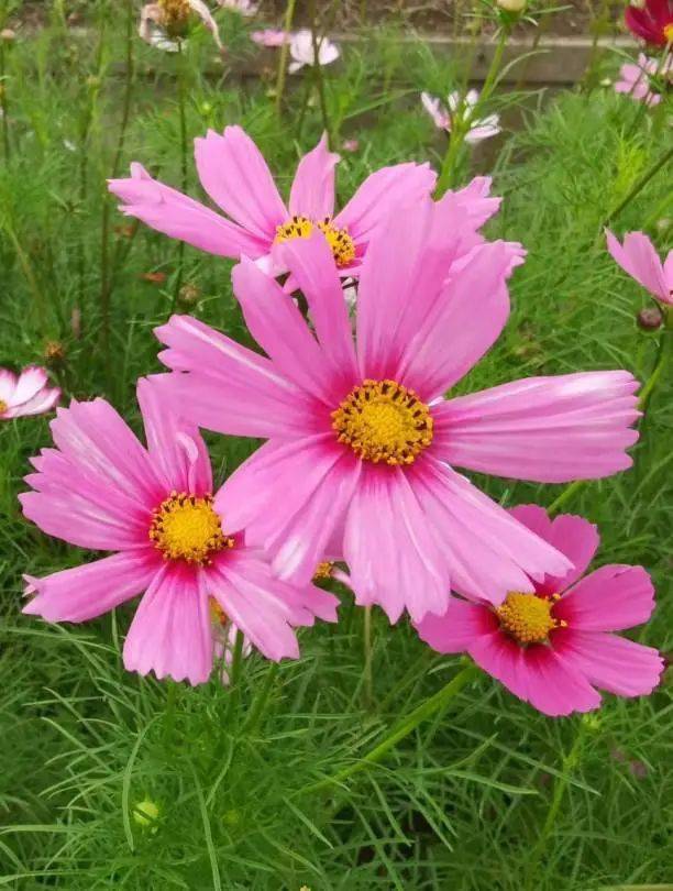 河北高碑店植物园门票_高碑店植物园多大_高碑店植物园
