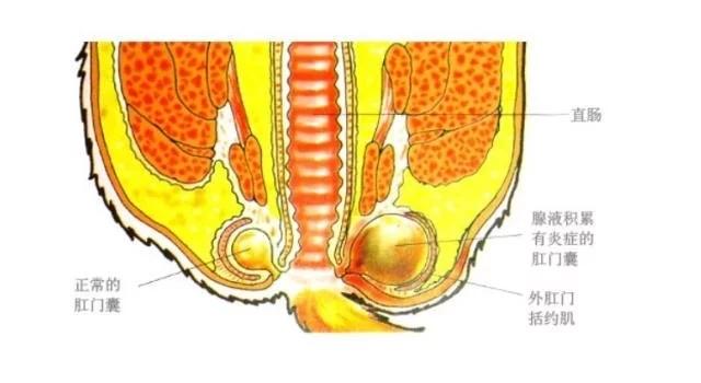狗狗肛门失禁_狗狗肛门失禁症状_狗狗肛门失禁怎么办