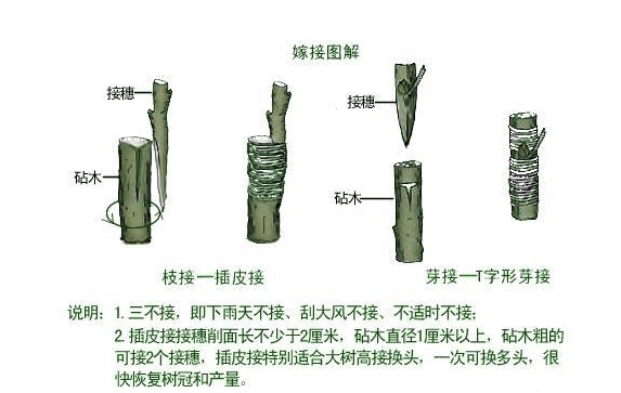 梅子树嫁接新攻略：一剪一接，让果树品种升级如魔法般简单！