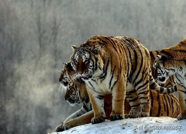 属性同好会_tabwiget属性_dnf技能属性和武器属性