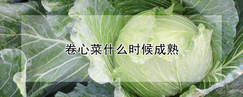 卷心菜什么时候成熟