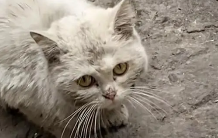 门口来了只脏兮兮的猫，看见宠物猫它满眼卑微