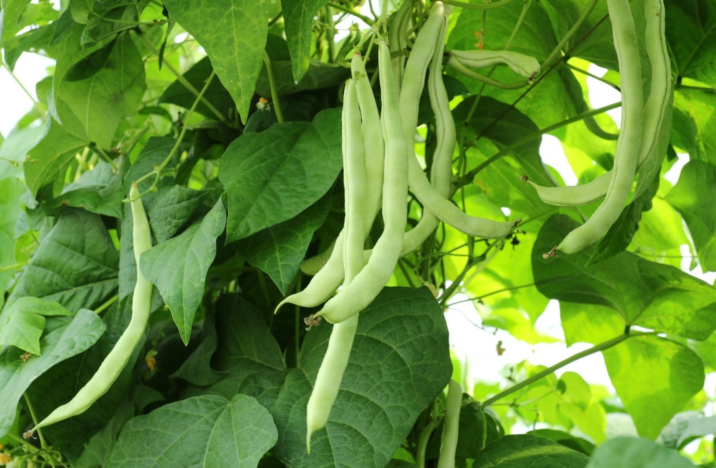 芸豆是什么豆？探索芸豆绿色宝石的种植产地。