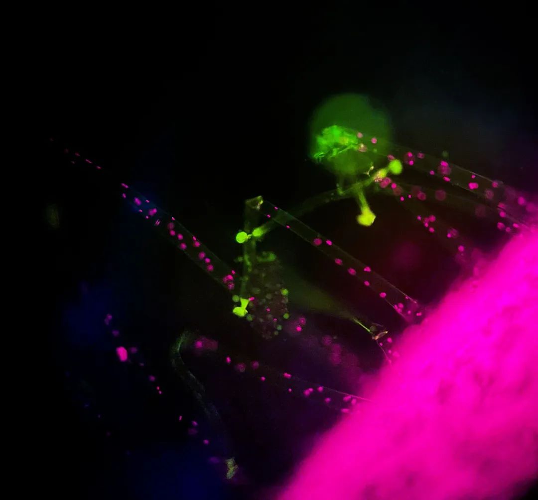 atnotes中文版_中文版霍格沃茨分院比例测试_中文版的《奇异恩典》