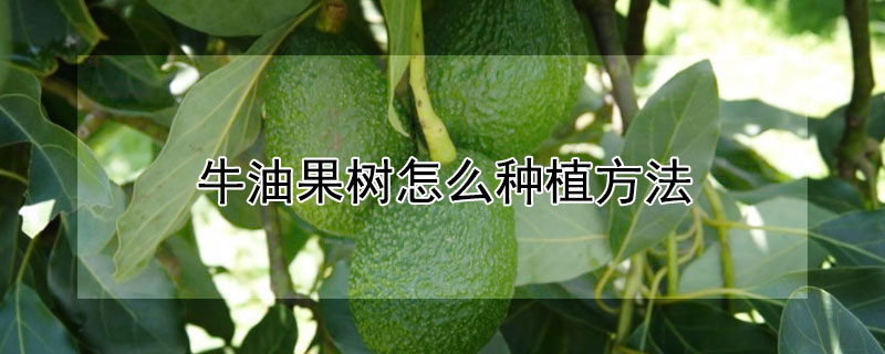 牛油果树怎么种植方法