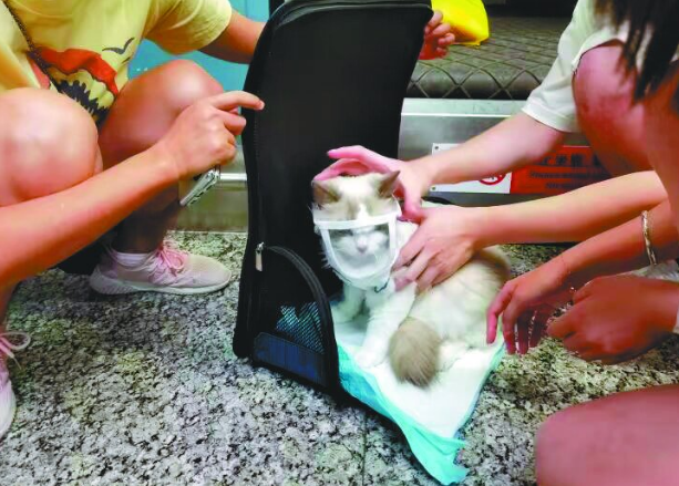 带宠物坐飞机！多家航司推宠物进客舱服务