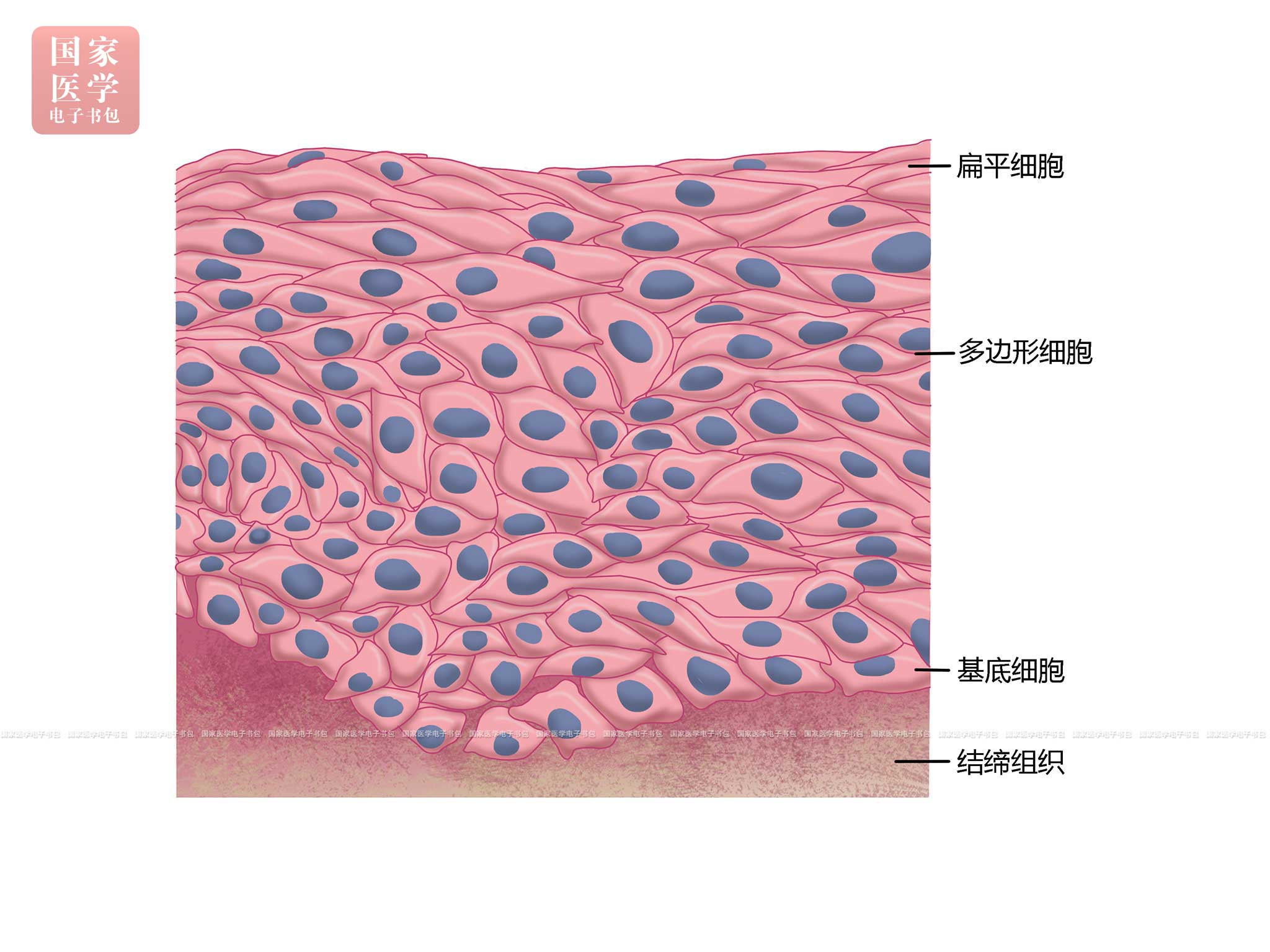 体检肺细胞角蛋白偏高_肺细胞角蛋白_肺细胞角蛋白高可能是什么病