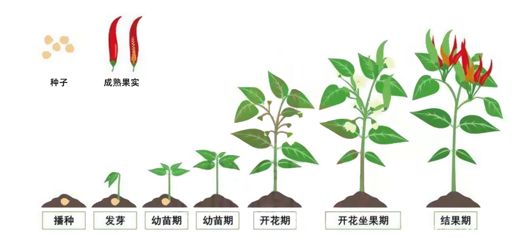 辣椒种植从苗到椒，揭秘先育苗后移栽的辣椒种植智慧