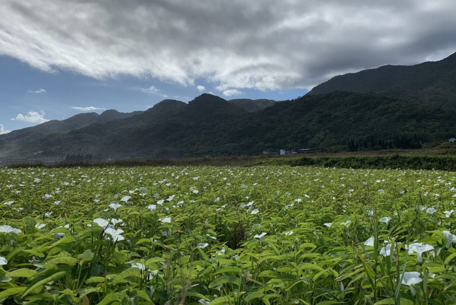 蕹菜生长对于环境条件有哪些要求？