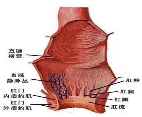 肛门扩大失禁的经历_肛门扩大经历失禁怎么治疗_肛门扩大经历失禁会怎么样