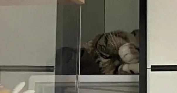 两只猫宝宝在衣柜里饿死，主人竟还不知道自家猫怀孕了！