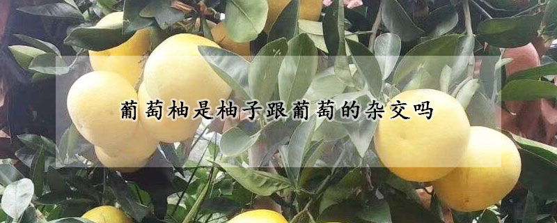 葡萄柚是柚子跟葡萄的杂交吗