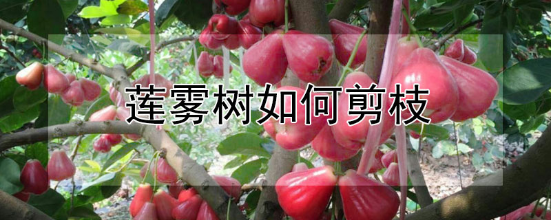 莲雾树如何剪枝