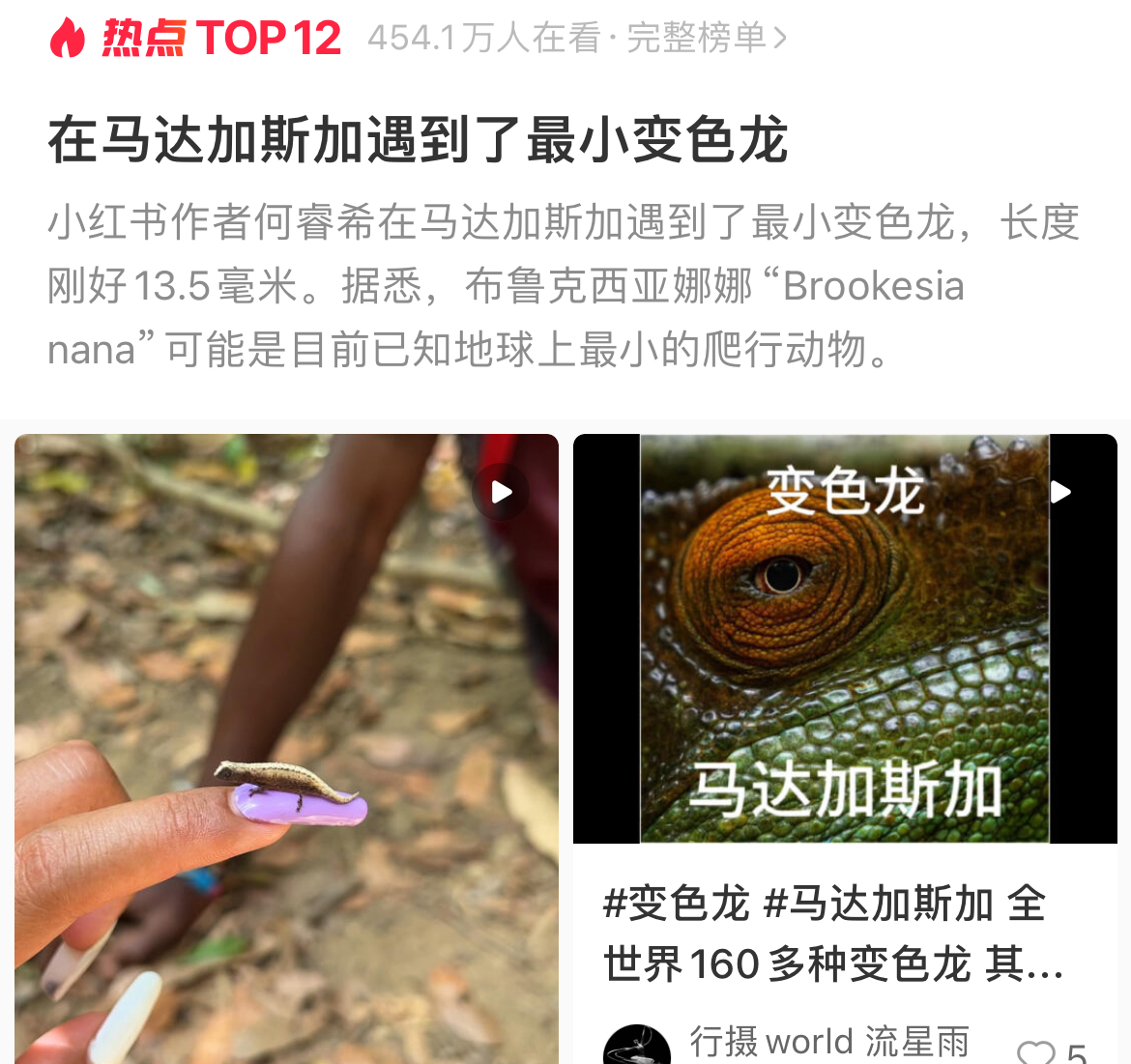 一网友发文，在马达加斯加遇到了最小变色龙