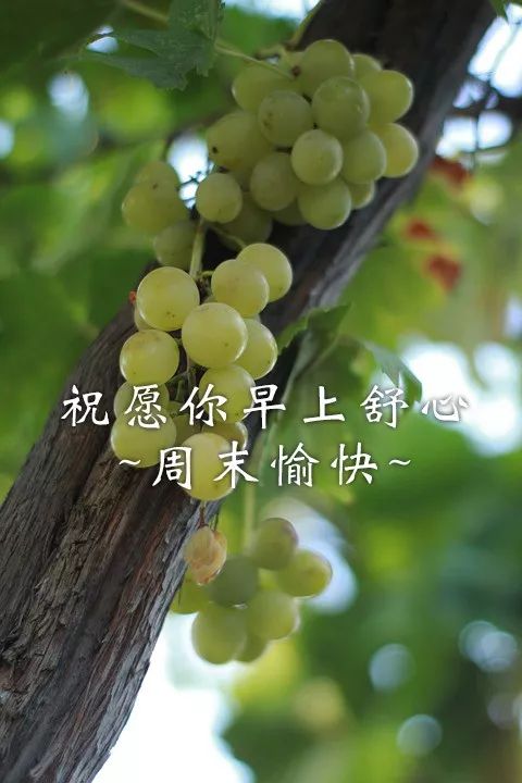 天天果园团购_鲜果团购_果园购物