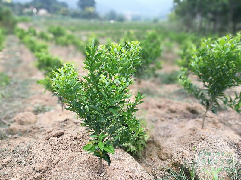 柑橘幼苗移栽种植及后期科学管理方案，精细养护丰收在望！