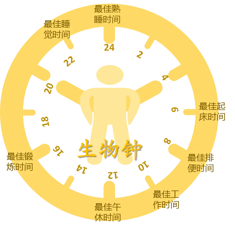 免疫力人体球蛋白_人体免疫力_免疫力人体的保护伞