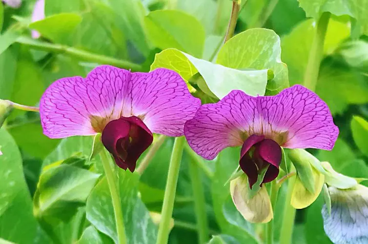 豌豆花是什么颜色？春日里的紫色精灵如春日梦幻