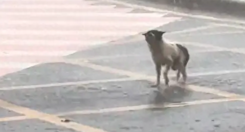 大雨来临流浪狗独自在路上跑着，却找不到可以躲雨的地方，好心酸