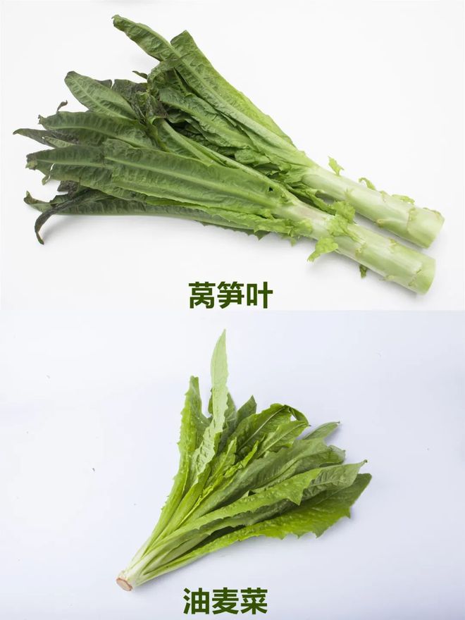 莴笋叶子并非油麦菜，大图带你认清它们区别。